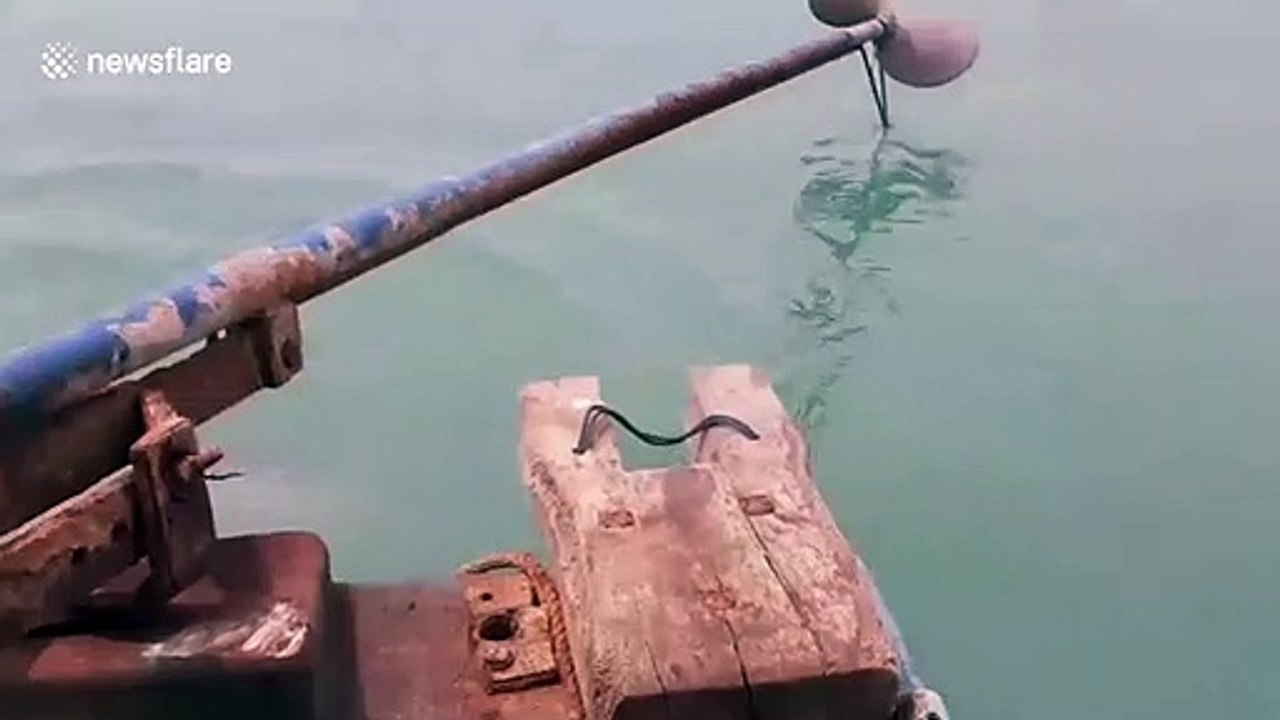 Endangered humpback dolphin caught in crab fishing net rescued