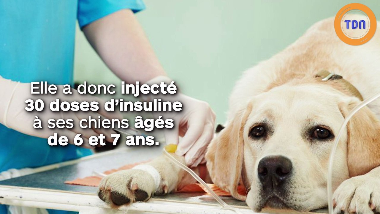 Elle euthanasie elle-même ses deux chiens suite à une dispute