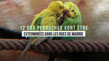 12 000 perruches vont être exterminées dans les rues de Madrid