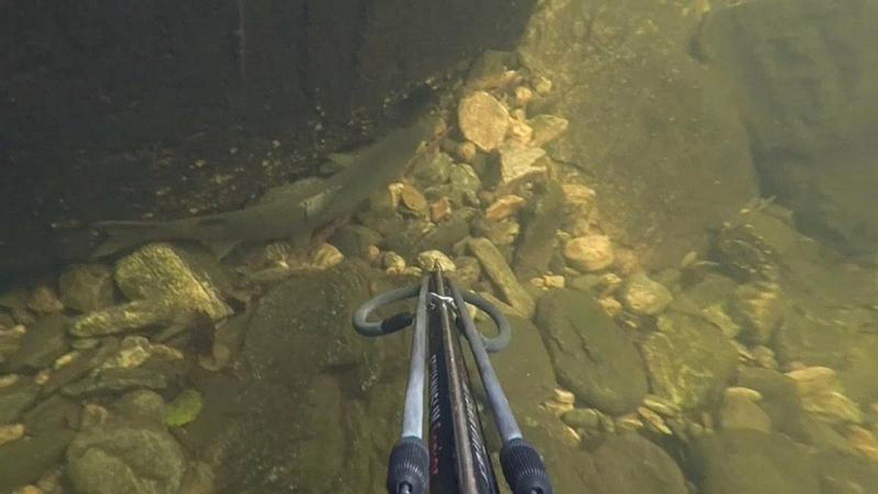 Jagd auf ausgebüxte Lachse in Norwegen