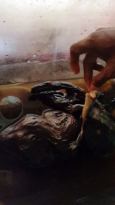 Feeding pet turtle hand feeding