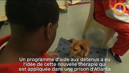 Des chiens en prison pour donner de l'affection aux détenus