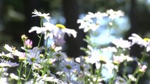 [영상] 산허리에 내린 흰눈...구절초 꽃 활짝! / YTN