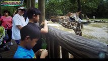 Kids and Zoo Animals - Funniest Videos - TRY NOT TO LAUGH!