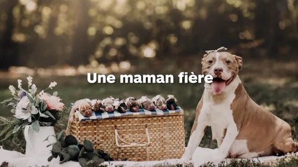 Un pitbull abandonné pose fièrement à côté de ses chiots