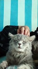 Cat Says, "That's the Spot"