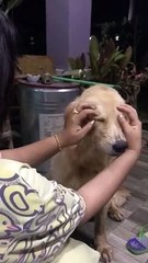 Golden Makes a Funny Face When it Feels Good