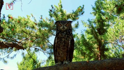 Climate Change Threatens Two-Thirds of Bird Species in U.S.