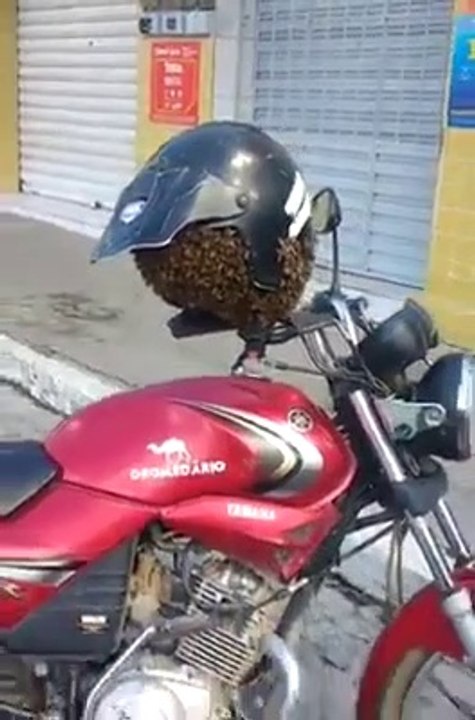 Des milliers d'abeilles se réfugient... dans le casque d'un motard