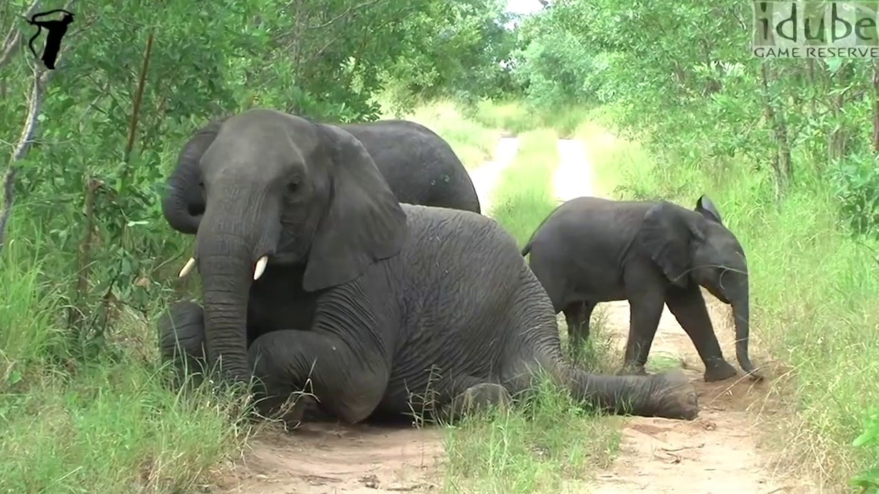 Ces éléphants jouent en plein milieu du chemin