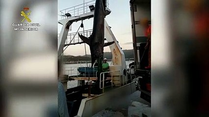 Incautan un pez espada, un atún rojo y un atún patudo en el puerto de Corme