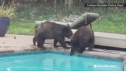Bear pool party caught on camera before snowstorm
