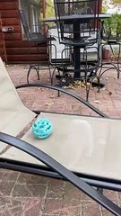 French Bulldog Barks at Ball underneath Lawn Chair