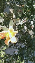 . Abeilles butinant sur une  Rose .نحل يرعى على الورد