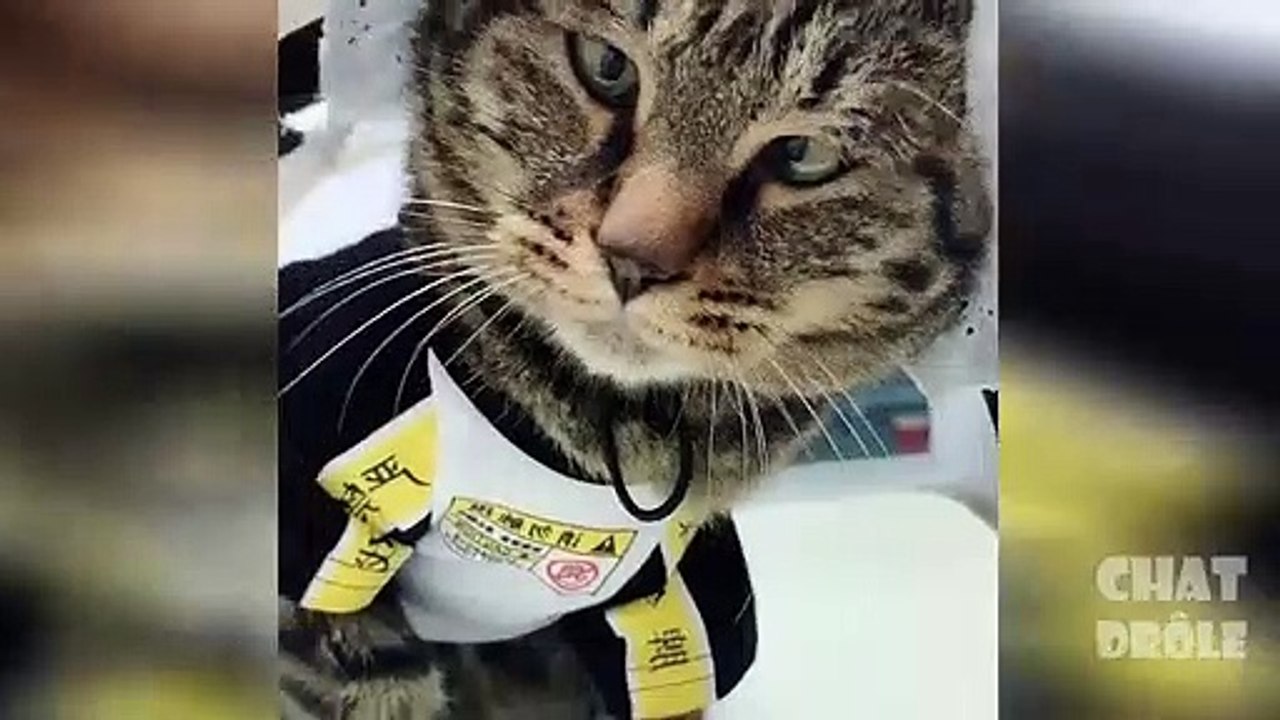 Essayer De Ne Pas Rire ✪ Vidéo De Chat À Mourir De Rire