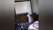 Este gato ve el reflejo de sus orejas y hace esto….