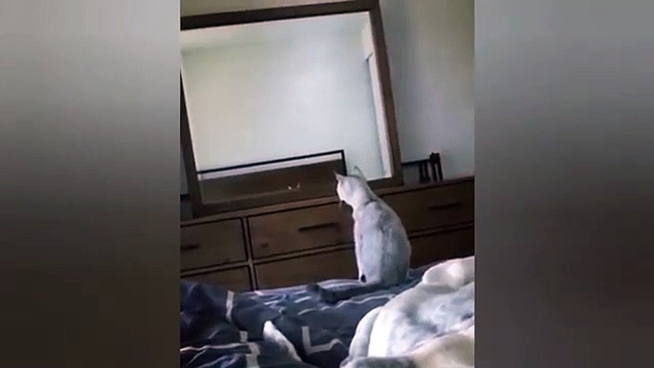 Este gato ve el reflejo de sus orejas y hace esto….