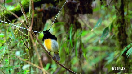 Dancing With The Birds -Documentary movie