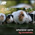 Guinea pigs are CUTE But do you know how to take care of them - Naturee Wildlife