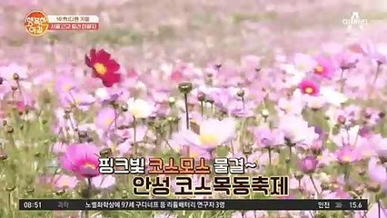 서울 근교 컬러 여행지! 핑크빛 코스모스가 가득한 [안성코스목동축제]