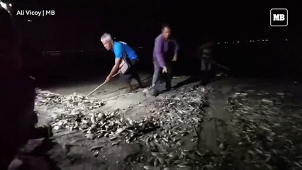 Fish kill at Las Piñas-Parañaque Wetland Park
