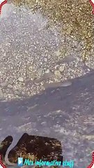 Fish caught eating Rust in spring water