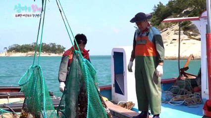 "고마해라. 마이 땄다 아이가.." 전복따는 만기에 폭발한 말자할매 [섬마을할매] 14회