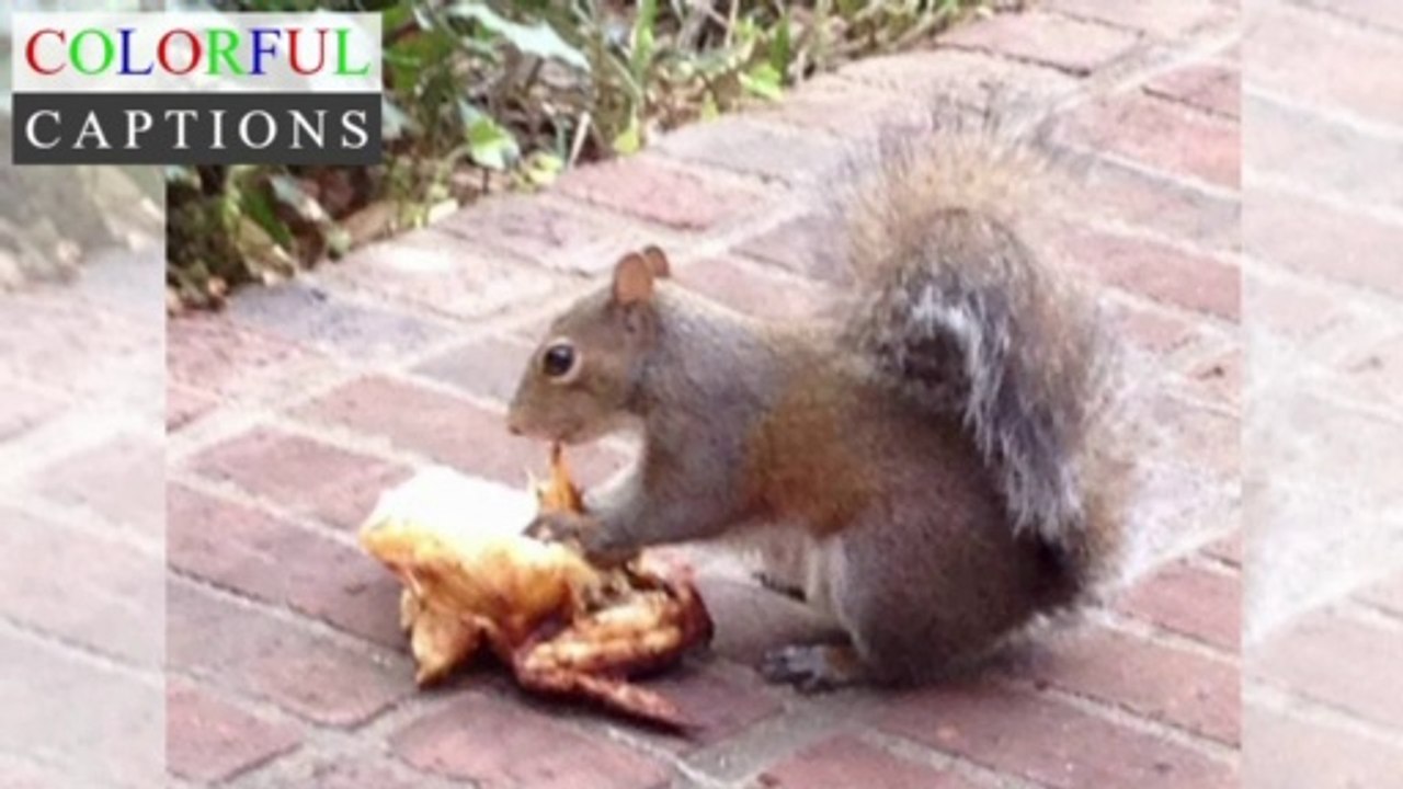 Things Animals Usually Don't Eat (2019)