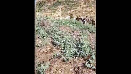 Resulayn'da bir grup terörist sağ ele geçirildi