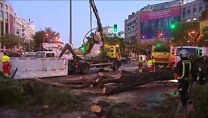 Se cae un árbol en el Paseo de la Castellana (Madrid)