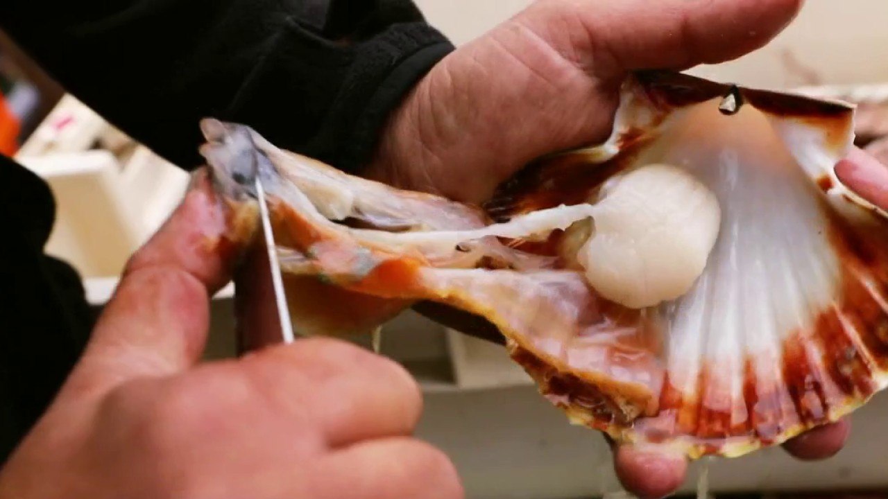 Marchés - La Saint-Jacques sort de sa coquille !