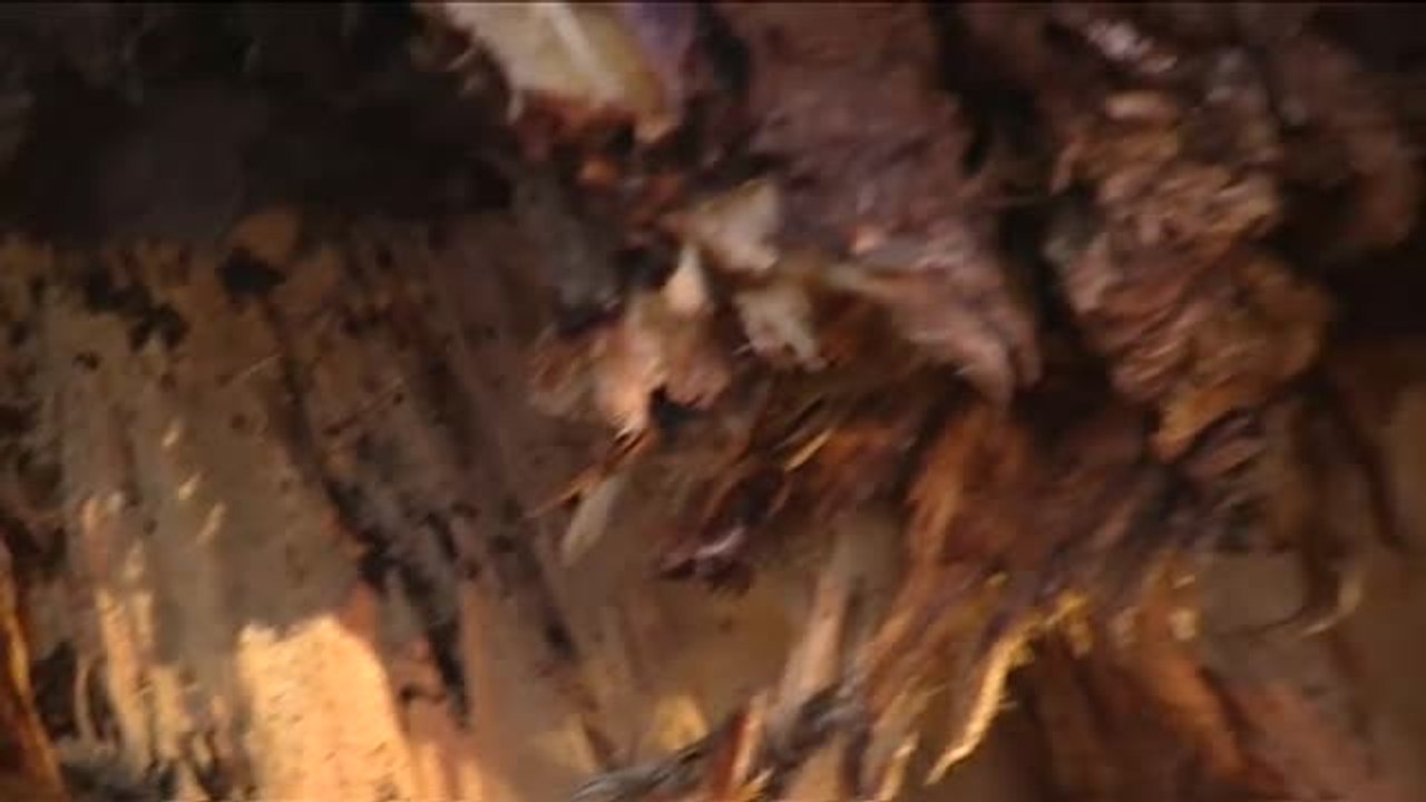 Un árbol de grandes dimensiones cae en mitad del paseo de la Castellana de Madrid