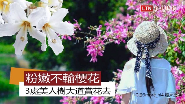 媲美日本櫻花川！全台３處「美人樹大道」粉嫩盛放