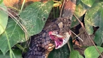 Una enorme serpiente se come a otra