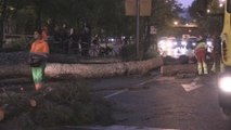 Caída de árbol de 15 metros corta el tráfico en la Castellana