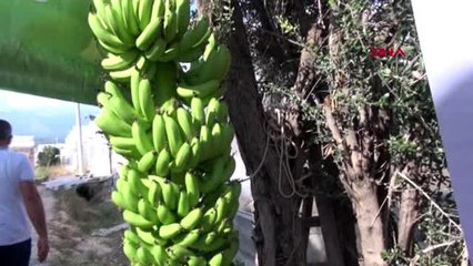 Antalya demre'de 40 yıl sonra muz üretildi