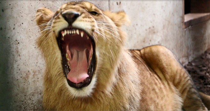 Les lionceaux recueillis par l'association Tonga ont quitté Saint-Martin-la-Plaine