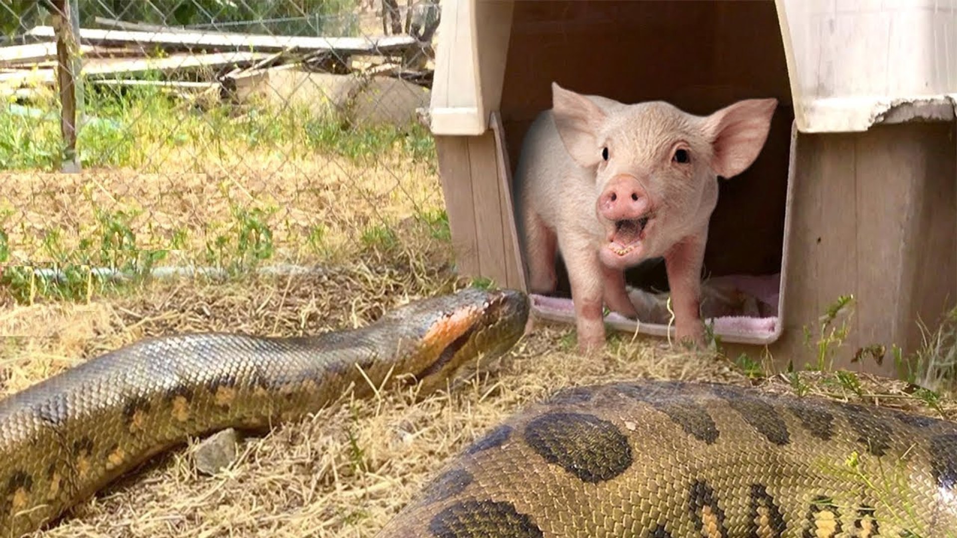 Amazing Video Show A Whole Herd of Pigs Swallowed the Giant Anaconda ...