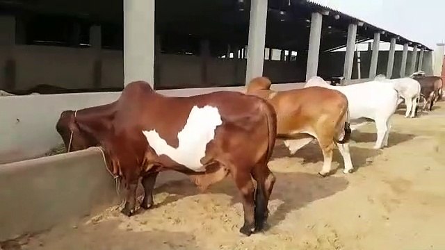 EID UL ADHA 2019 - BAKRA EID PAKISTAN Beautiful Cows For Qurbani 2019 In Karachi