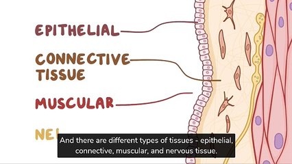 Extracellular matrix