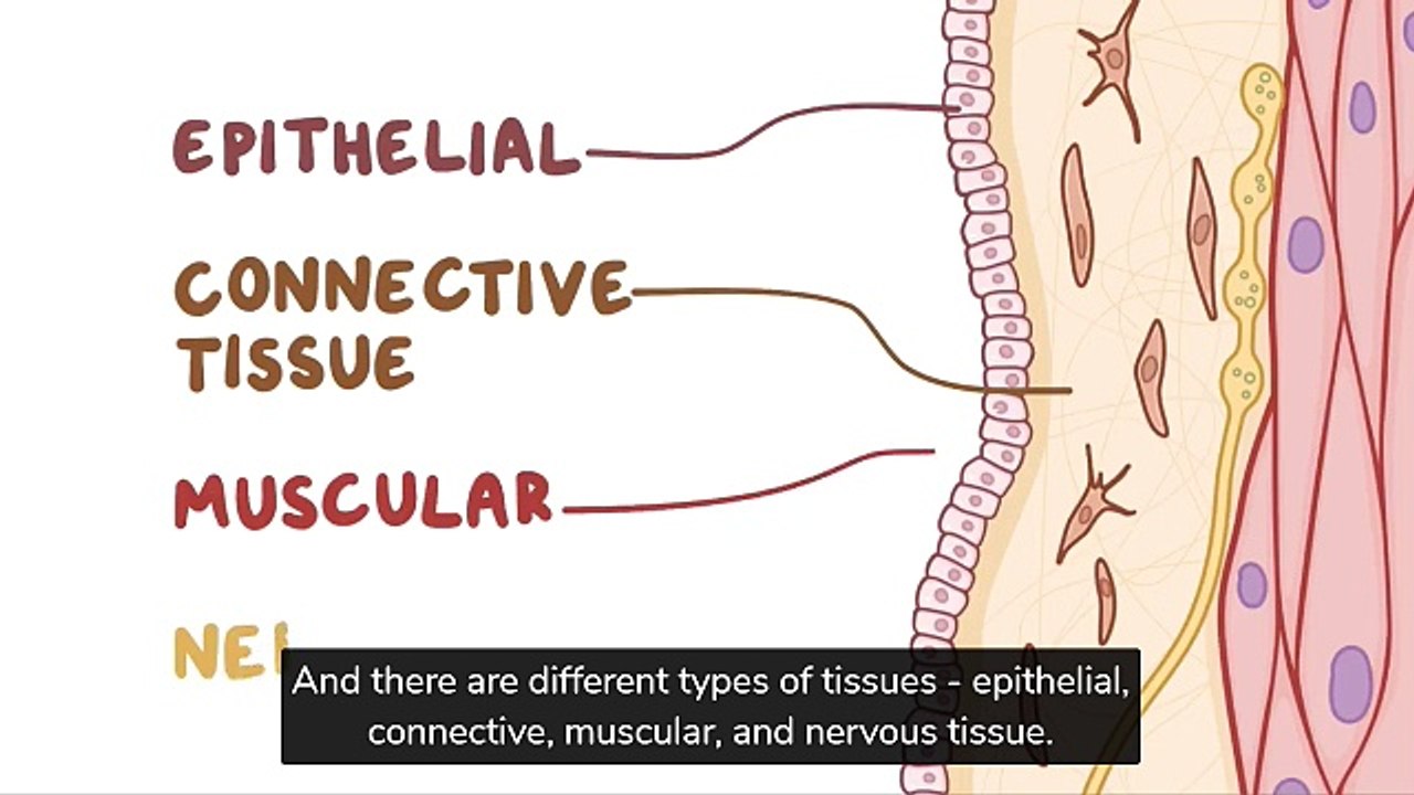 Extracellular matrix