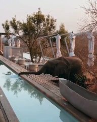 Invité surprise ! Un éléphant s'invite dans une piscine privée