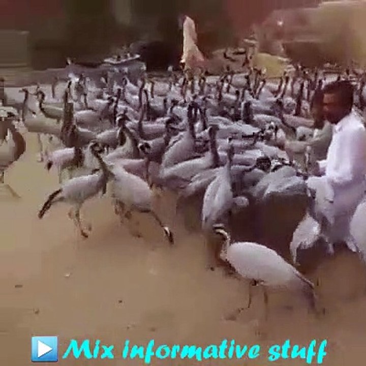 cranes farm feeding