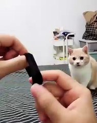 Ce chat se prend pour un chien Attendez bien de voir ce quil fait! Vous n'allez pas en revvenir !
