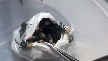 Bu kesenin içinden çıkanları tahmin edebilir miydiniz?