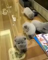 Adorable ! Une portée de 4 chatons à la même couleur et à la synchronisation parfaite