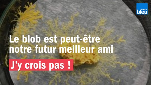 J'y crois pas ! | Le blob est peut-être notre futur meilleur ami