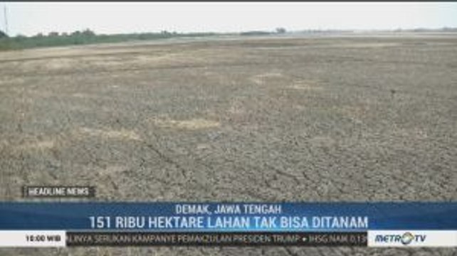 151 Ribu Hektare Lahan Pertanian di Demak Tak Dapat Ditanami