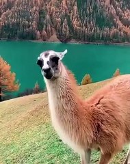 Ce lama se promène dans un endroit paradisiaque. Admirez ce spectacle fabuleux !