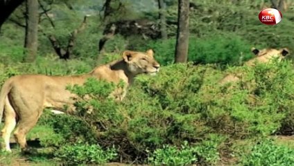 Magical Scenes: Shaba National Reserve in Isiolo County